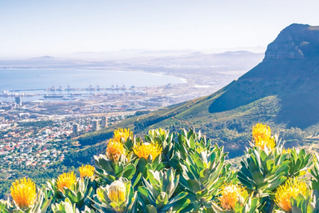 Explore the Cape Floral Kingdom’s rare fynbos. Hlola uMbuso Wezimbali waseKapa onezinhlobo ezingu-8,600, eziningi zisengozini